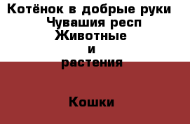 Котёнок в добрые руки  - Чувашия респ. Животные и растения » Кошки   . Чувашия респ.